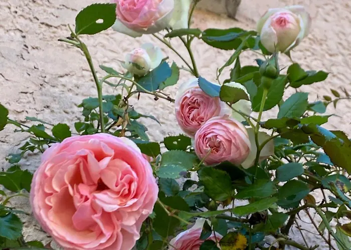 וילה Charmante Maison Piscine פונט-סנט-אספריט